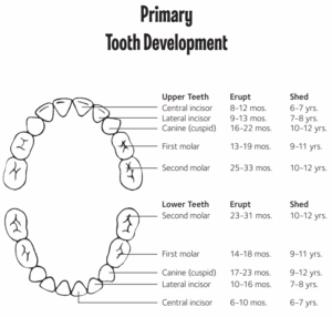 What to Expect at Every Stage of Tooth Development
